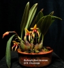 Bulbophyllum levanae  (4)